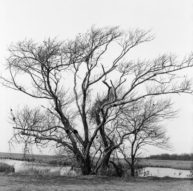 Arbol invernal