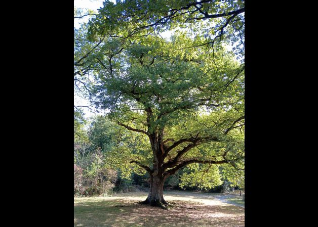 Arbol de la vida