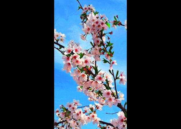Arboles en flor!!