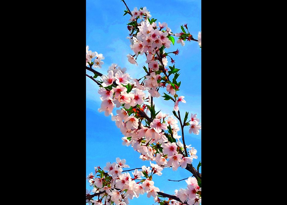 Arboles en flor!!