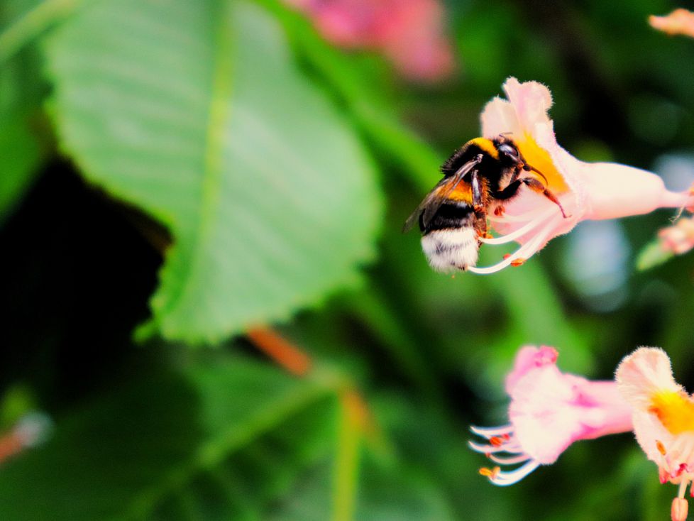 ¡Beezzz!