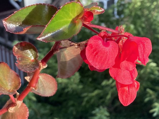 Begonia