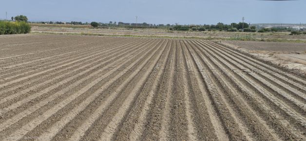 Belleza del campo