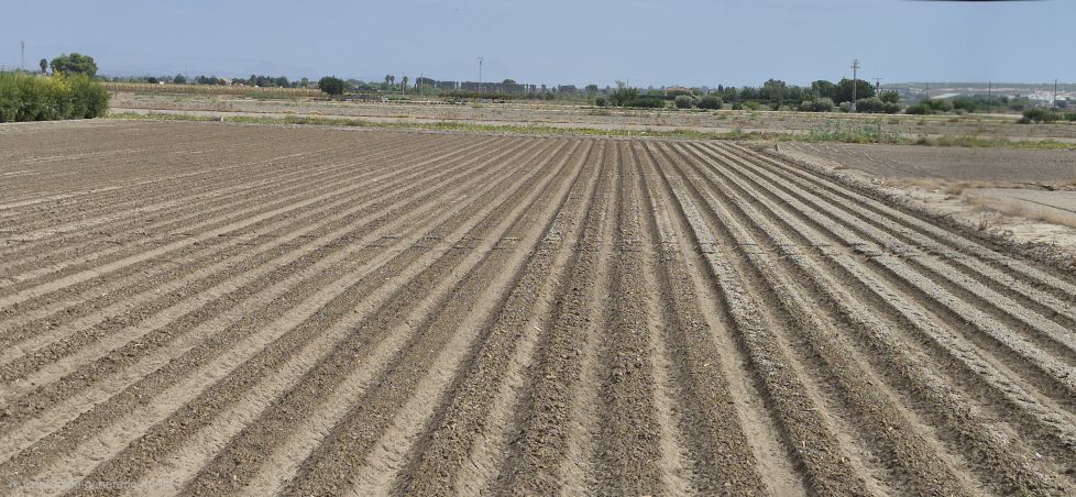 Belleza del campo
