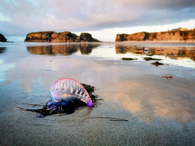 Belleza peligrosa