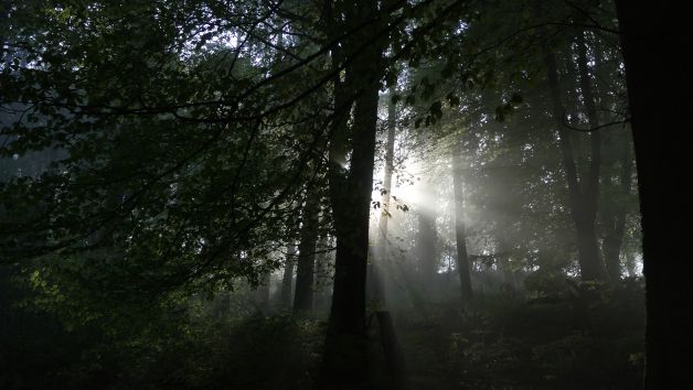 el bosque...