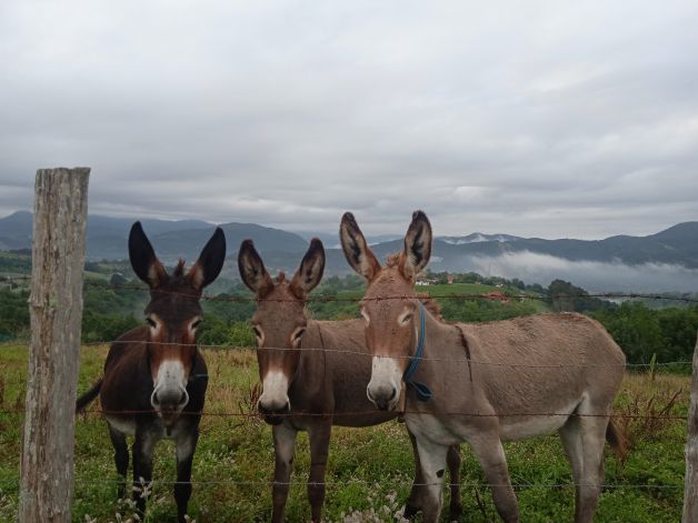 Burros salados