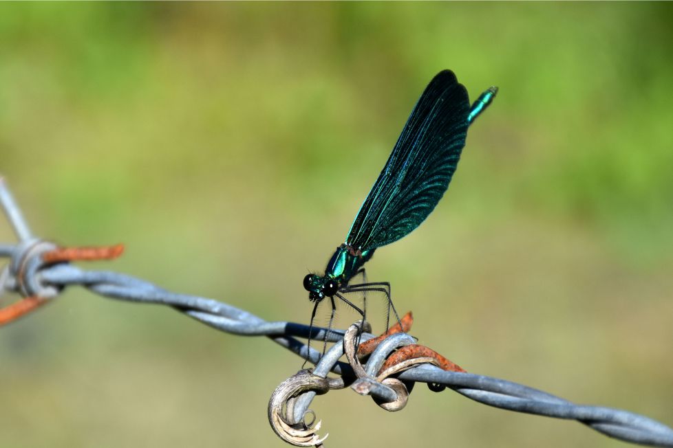 Caballito del diablo