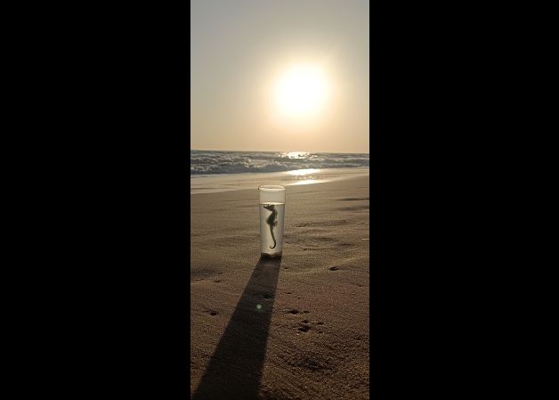 CABALLITO DE MAR