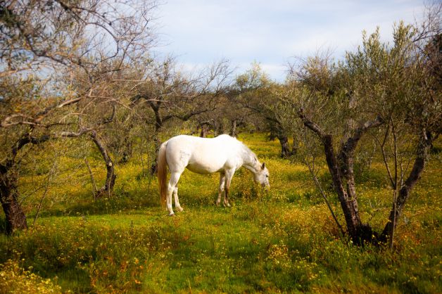 Caballo extremeño.