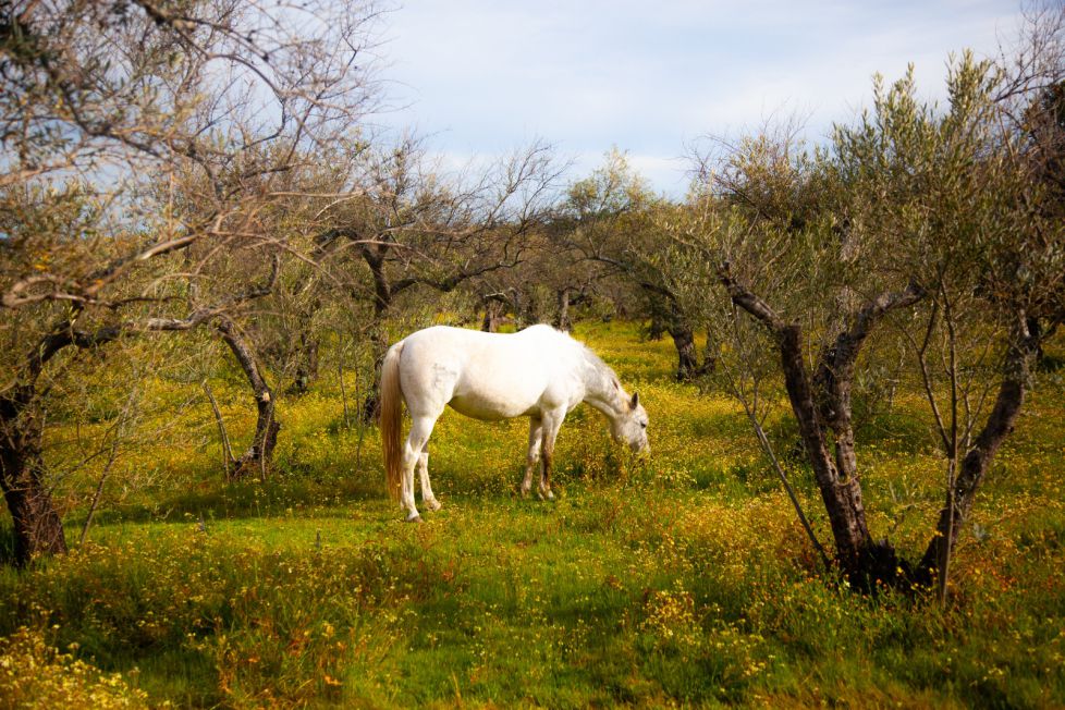 Caballo extremeño.