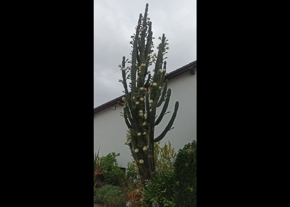 Cactus