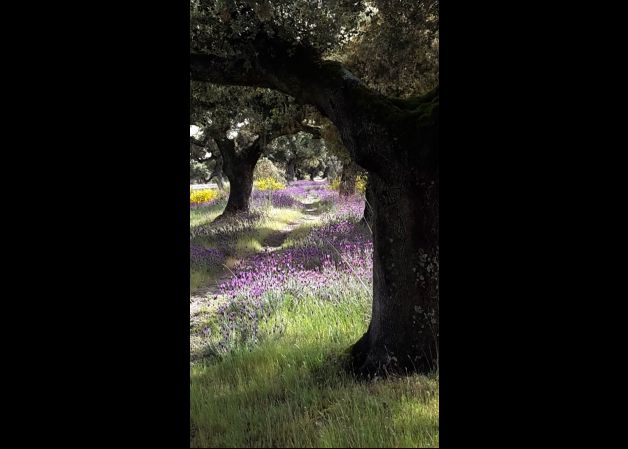 Camino de Santiago