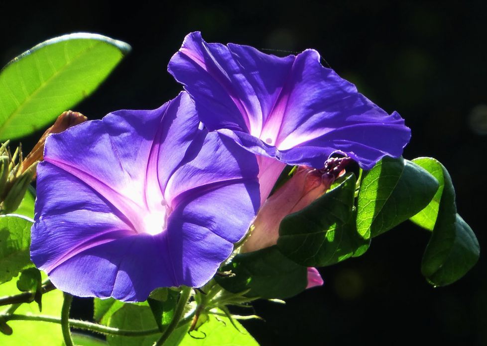 Campanillas