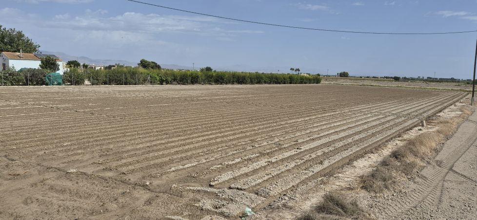 Campo