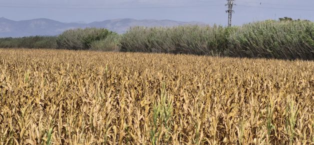 Campo de Maíz