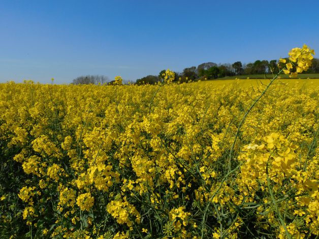 Campos de colza en Las Landas.