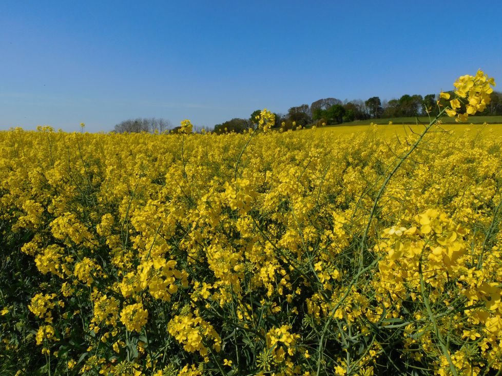 Campos de colza en Las Landas.