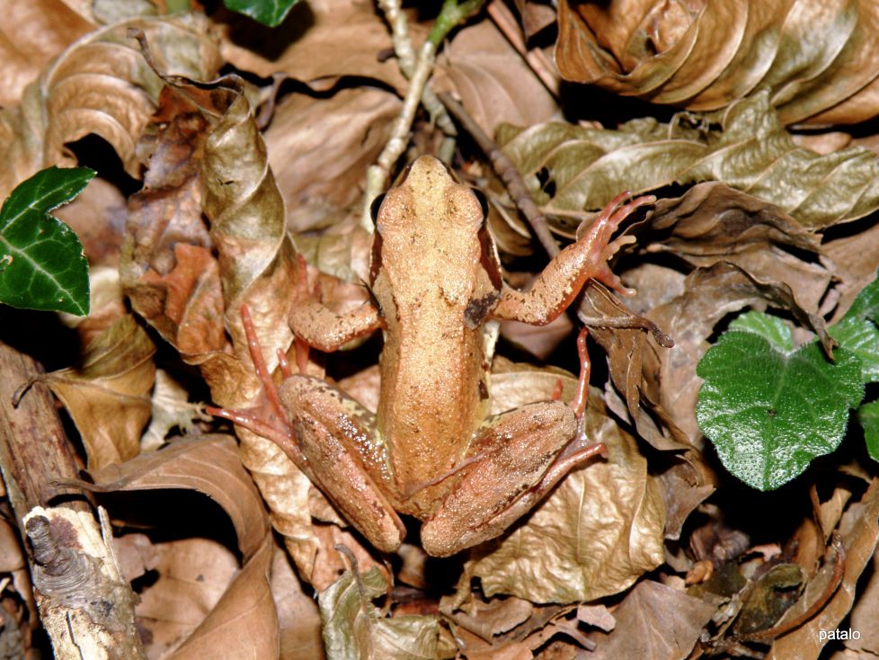 Camuflaje
