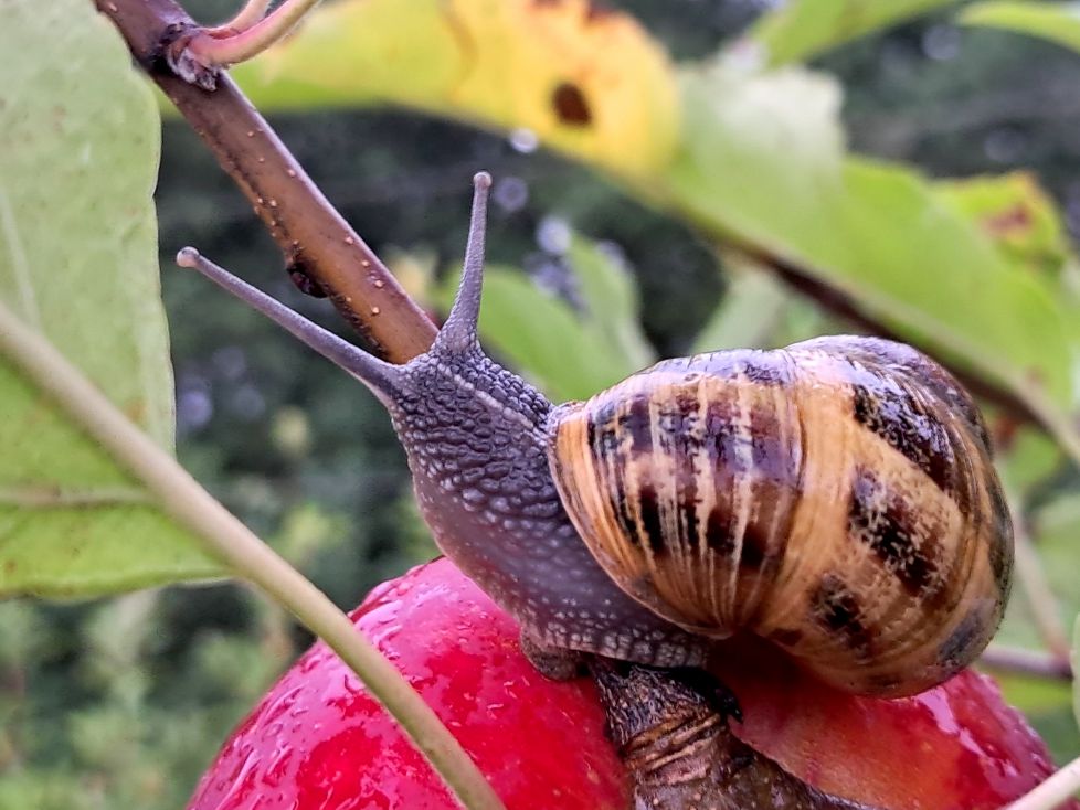 Caracol