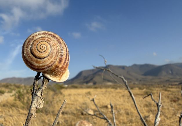 caracolvana