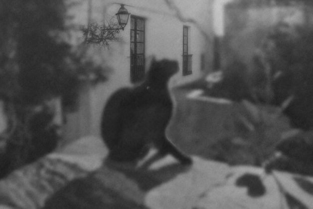 Cats