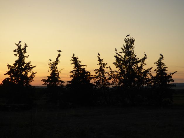 Cigüeñas al atardecer.