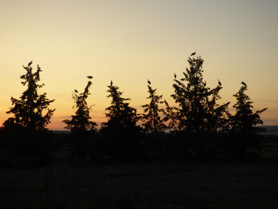 Cigüeñas al atardecer.
