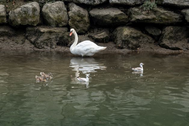 El cisne y la cuadrilla