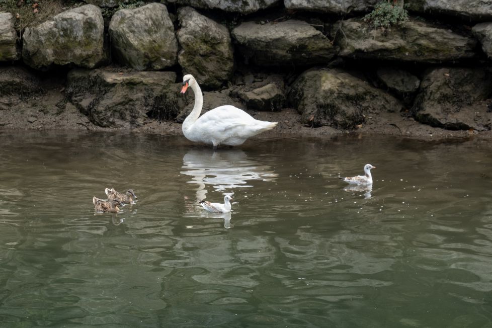 El cisne y la cuadrilla