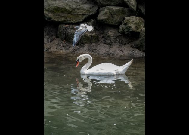 El cisne y la gaviota