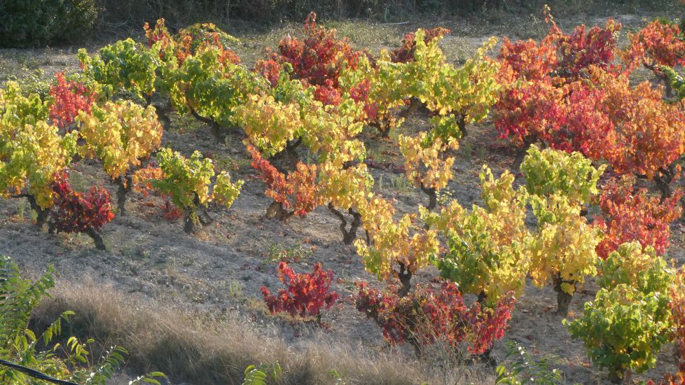 Colores de los viñedos de la Rioja.