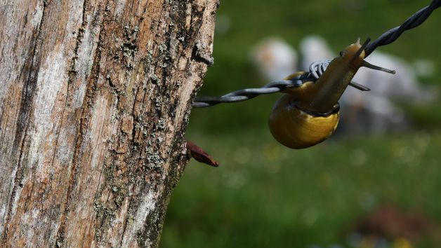 equilibrista