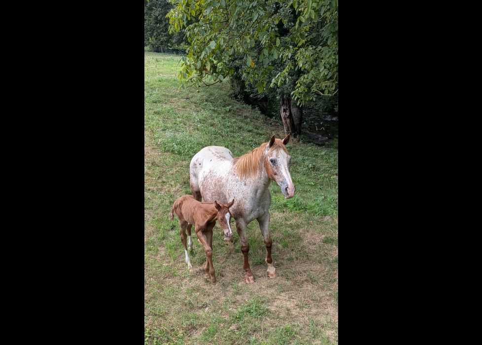 Equinos