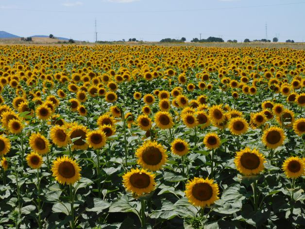Este campo no acaba.