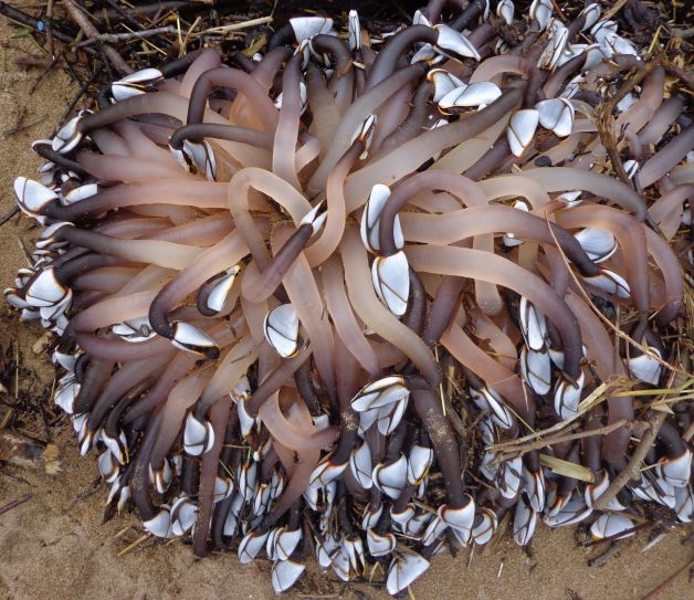 Falsos percebes