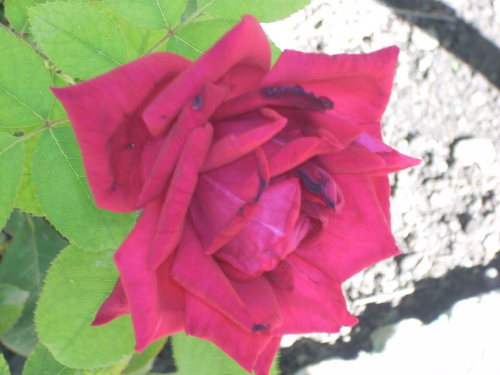 FLOR