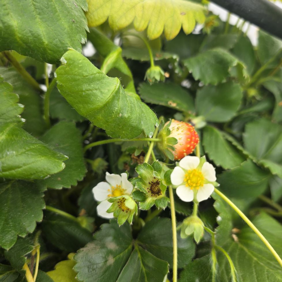 Florecilla