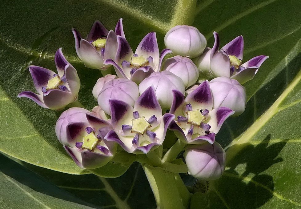 Flores exóticas