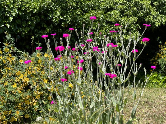 Flores en el jardín