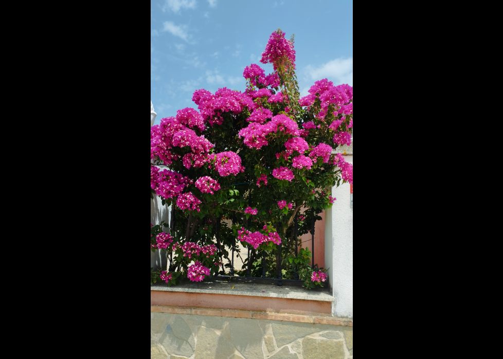 Flores rosadas