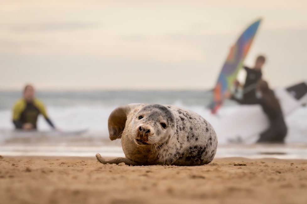 Foca en la playa
