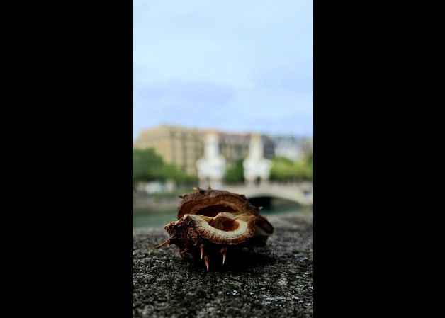 FUERA DE FOCO