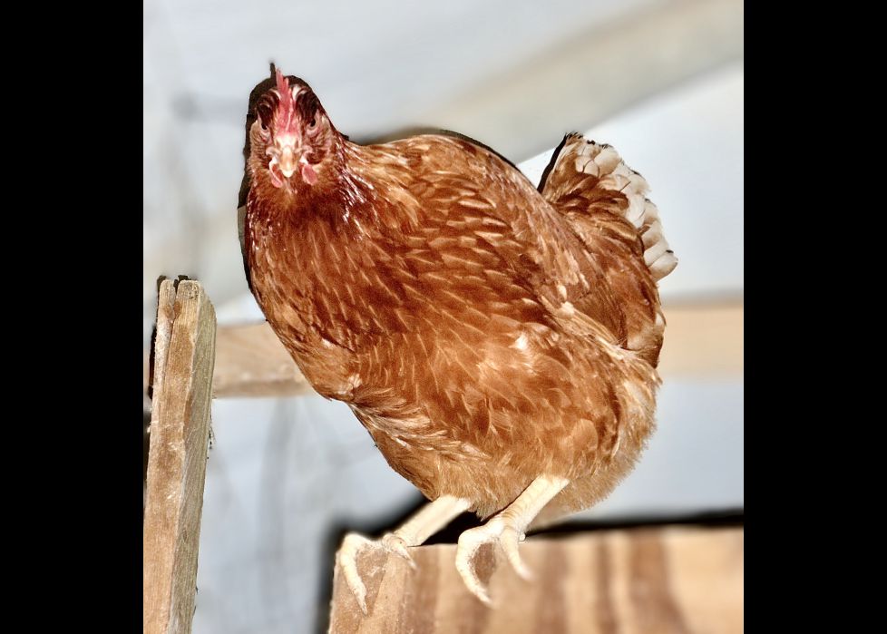 GALLINA
