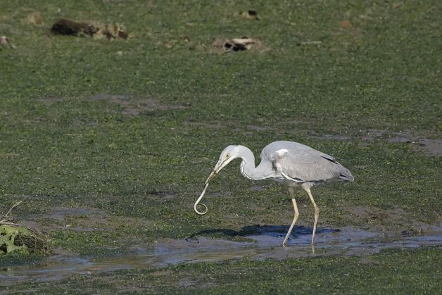 Garza Real de pesca