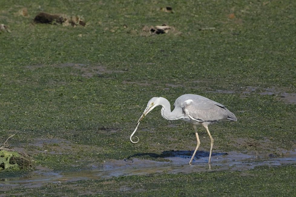 Garza Real de pesca