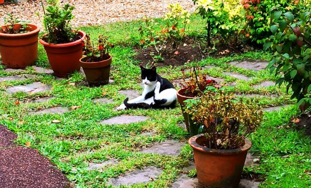 Gato!!