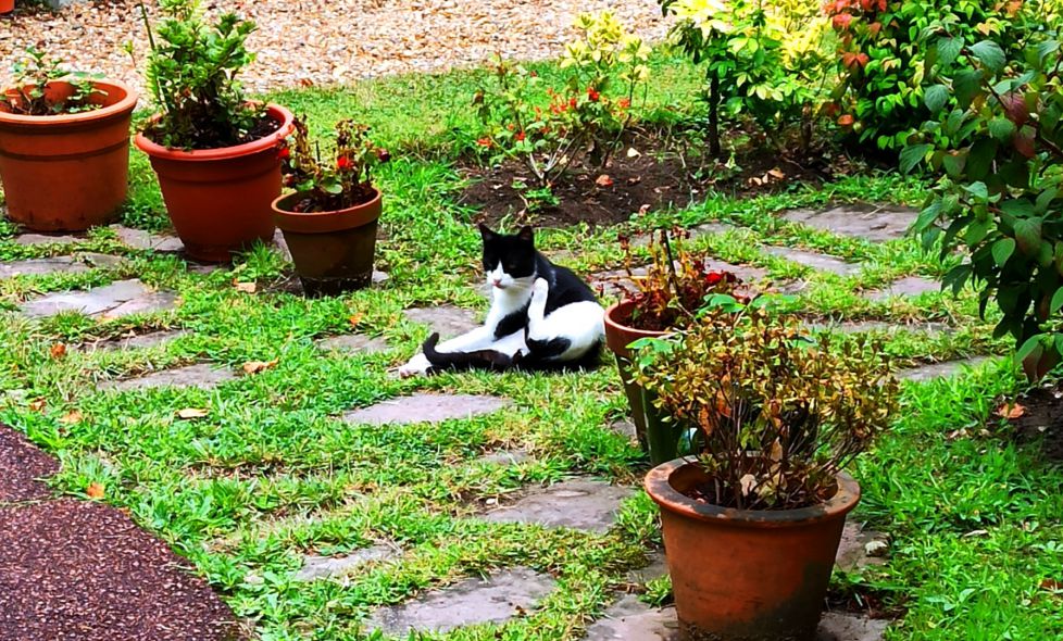 Gato!!
