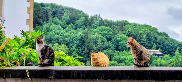 Gatos