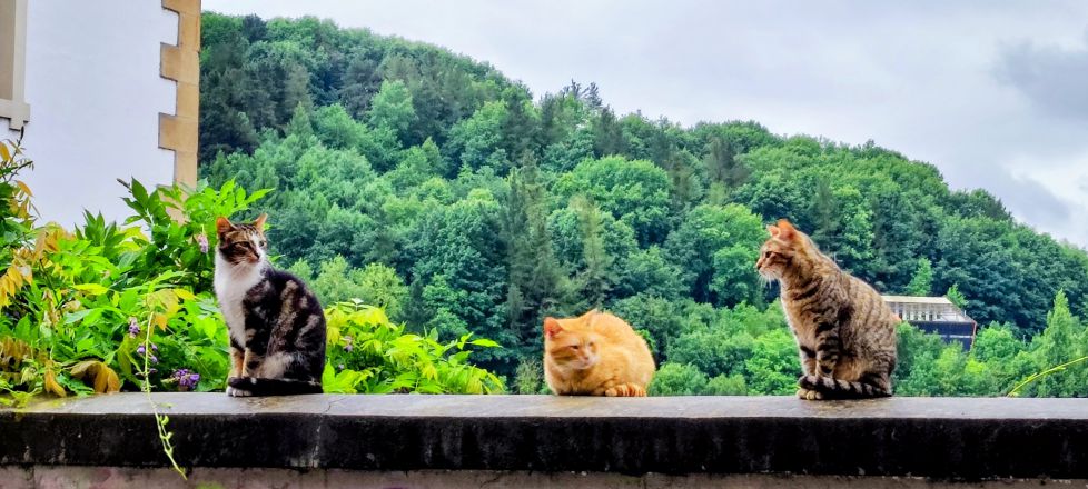 Gatos
